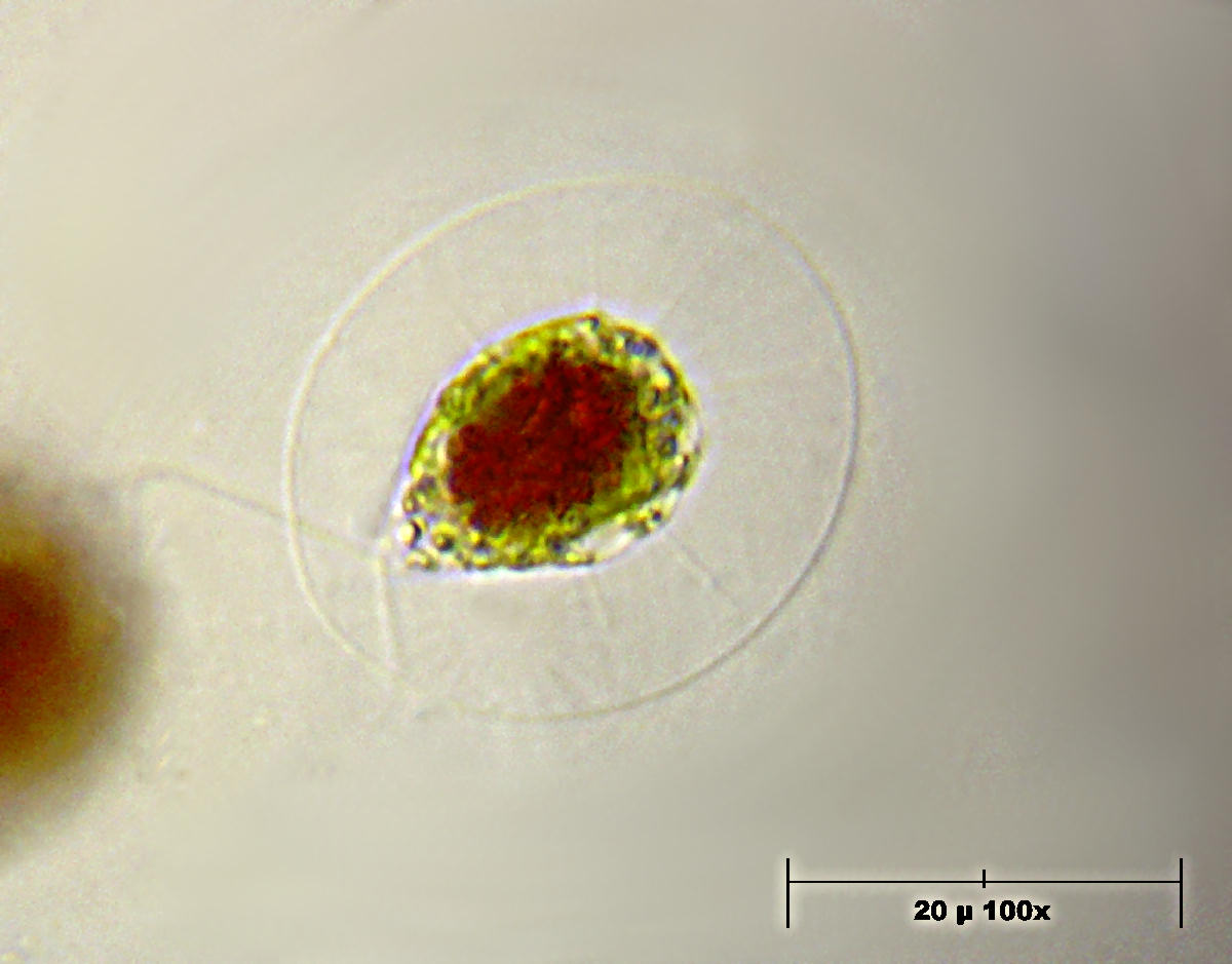 haematococcus anch''io